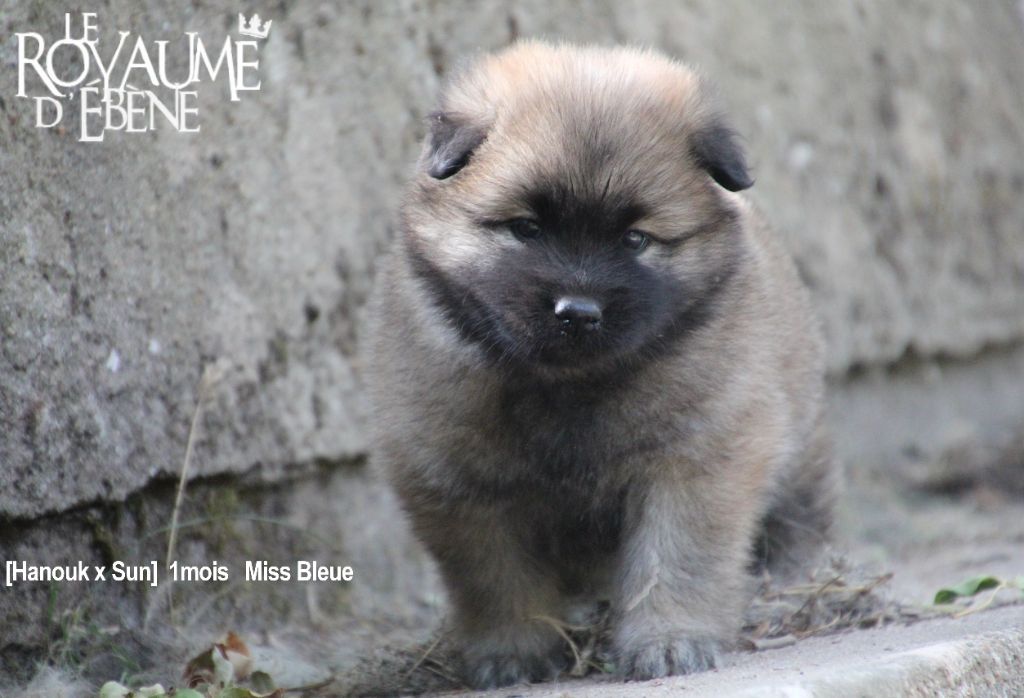 Du Royaume D'ebène - Eurasier - Portée née le 29/07/2019