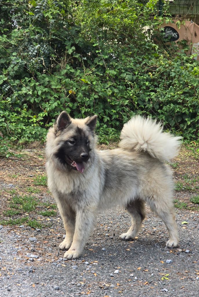 Du Royaume D'ebène - Eurasier - Portée née le 01/12/2024